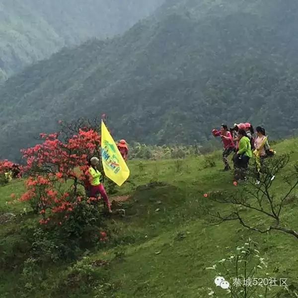 恭城520社区携手行者俱乐部赴三江大平头（棋盘界）观赏最美杜鹃花！319 / 作者:箩筐索 / 帖子ID:115901