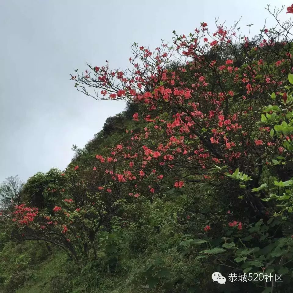恭城520社区携手行者俱乐部赴三江大平头（棋盘界）观赏最美杜鹃花！837 / 作者:箩筐索 / 帖子ID:115901