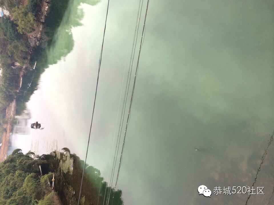 恭城滨江苑码头出现死鱼，后续报料849 / 作者:俗人 / 帖子ID:106495