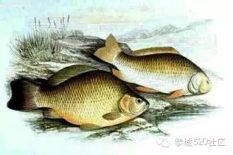 恭城同乐洲浮桥头现死鱼，疑电鱼所致！劝君莫食三月鲫！104 / 作者:深秋的落叶 / 帖子ID:164717