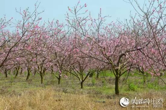【高清组图】恭城瑶乡，三月桃花笑春风497 / 作者:深秋的落叶 / 帖子ID:164548