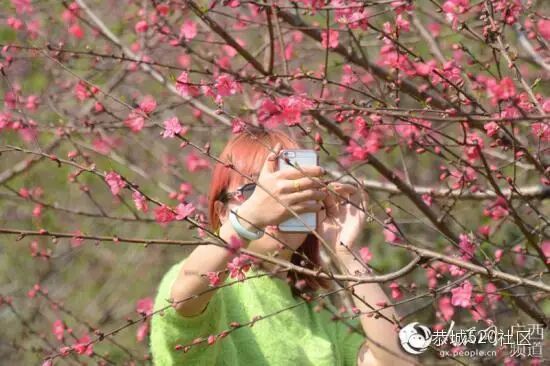 【高清组图】恭城瑶乡，三月桃花笑春风427 / 作者:深秋的落叶 / 帖子ID:164548