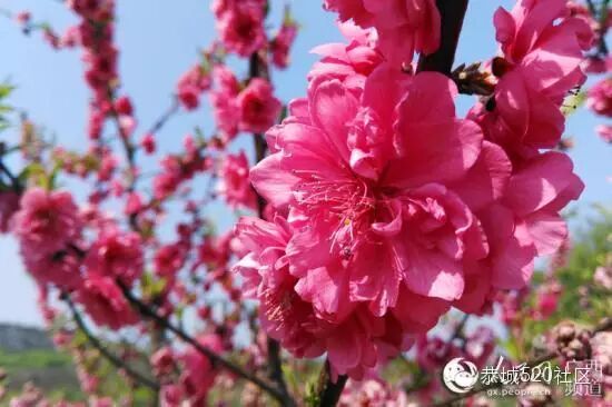 【高清组图】恭城瑶乡，三月桃花笑春风243 / 作者:深秋的落叶 / 帖子ID:164548