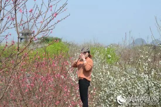 【高清组图】恭城瑶乡，三月桃花笑春风689 / 作者:深秋的落叶 / 帖子ID:164548