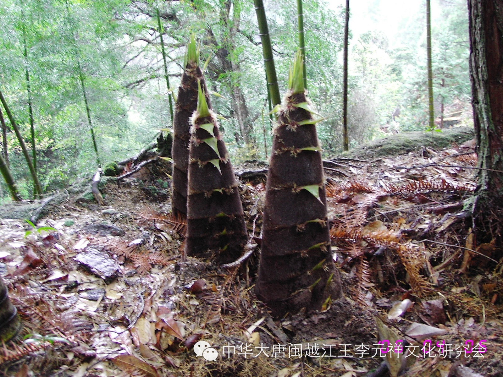 雨后春笋