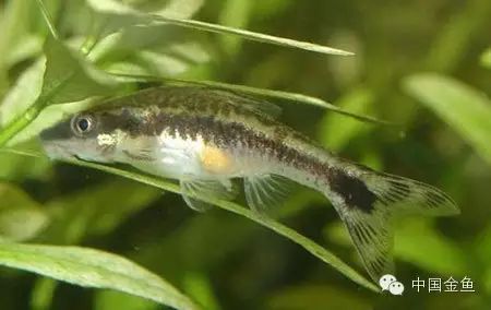 樱花虾 黑壳虾_短鲷喂黑壳虾_黑壳虾死虾