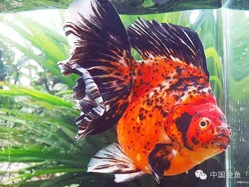 国粹金鱼品种介绍之 琉金金鱼 自由微信 Freewechat