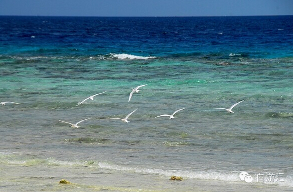 不一样的海岛生活-【海疆宝岛,潜伏碧浪间,西沙群岛探秘】.