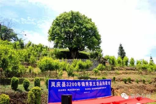 在临沧凤庆县第二十五届茶文化艺术节上,举行一场别开生面的茶树王之