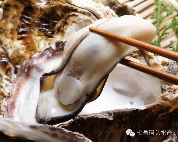 你所不知道牡蛎的营养价值与功效