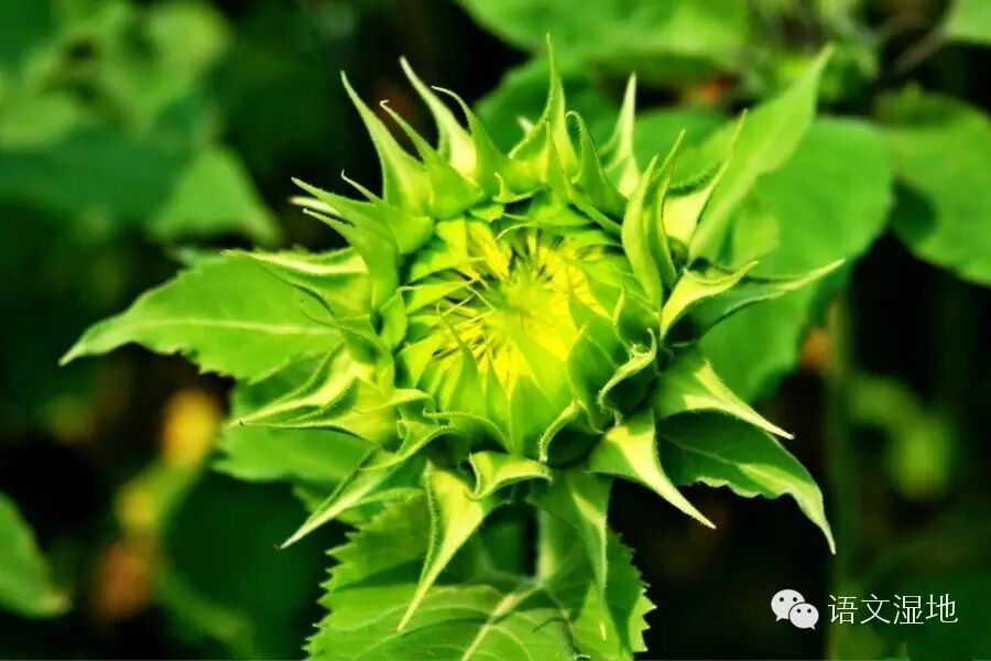 【燕璇专栏】写作，就是让自己全情盛放