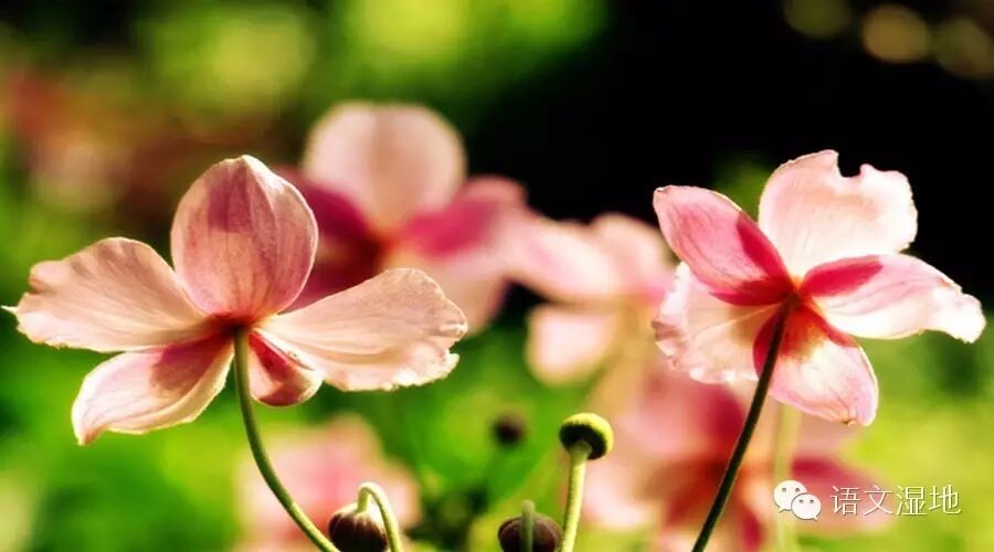 第832季【悦享生活】和花草一起生长