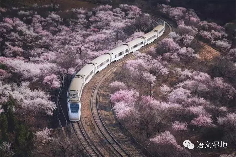 第877季 【湿地 豫见】开往青春语文的列车
