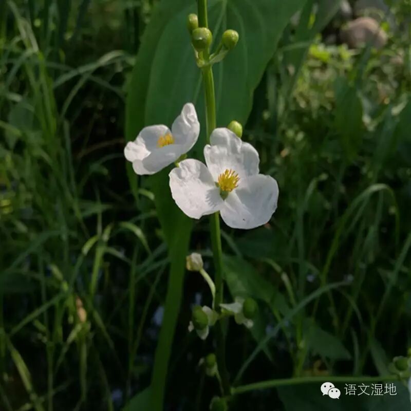 【父亲节】我的父亲