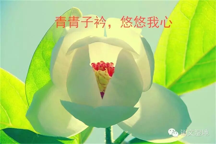 第828季 【湿地 豫见】青青子衿，悠悠我心