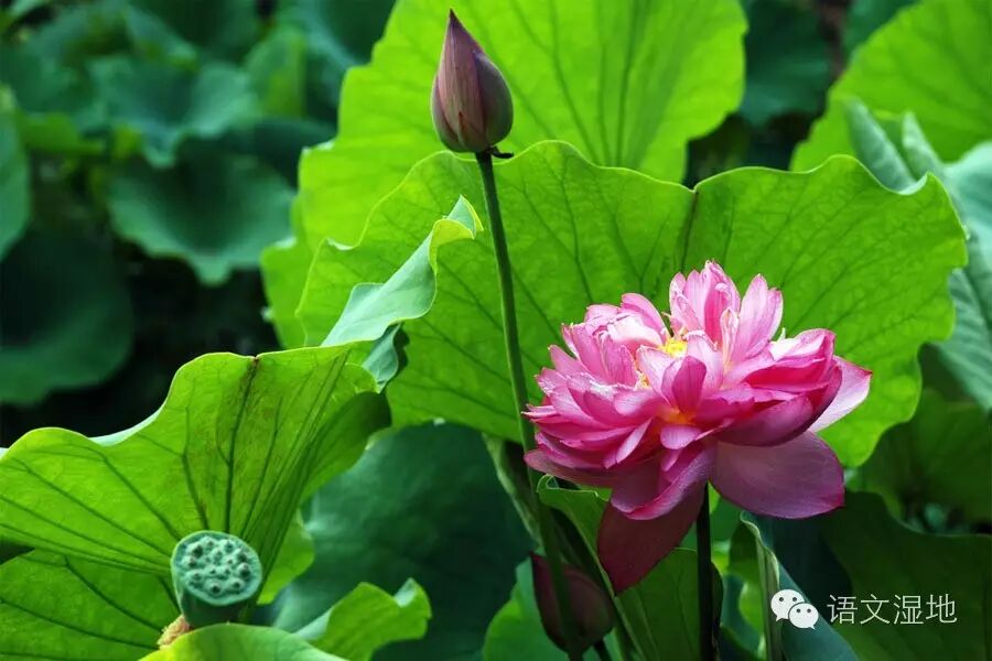 第927季【青春课堂】教师的教育智慧从哪里来？两位老师有秘笈
