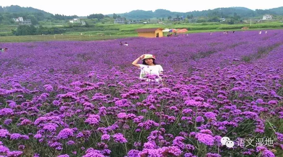 第630季【湿地秦风】微博走进日常教学  班刊提升作文格次