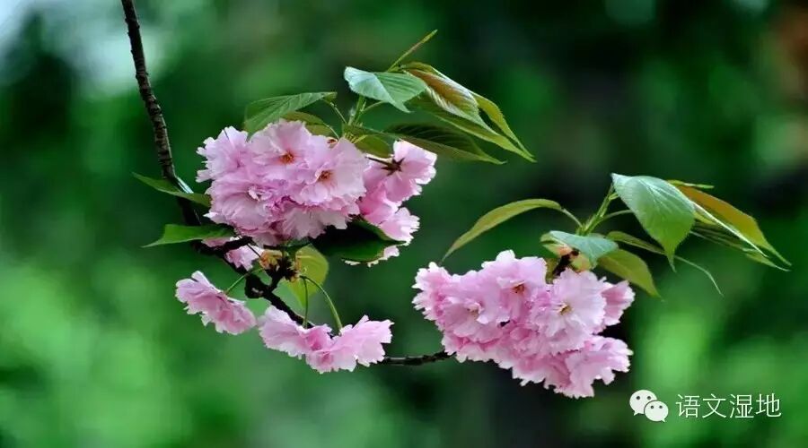 第791季【湿地·秦风】春将归，心田上樱花已开