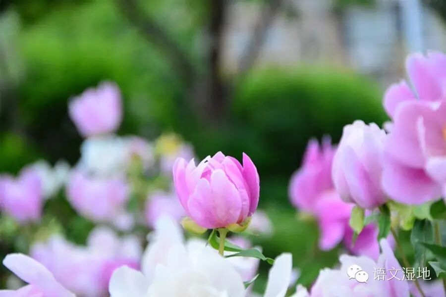 第871季【青春课堂】百转千回总关“语”，曲径通幽独在“言”