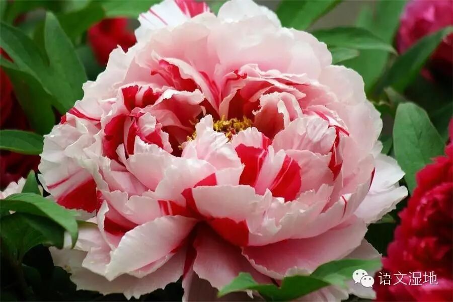 第856季 【湿地 豫见】艳冠群芳牡丹香