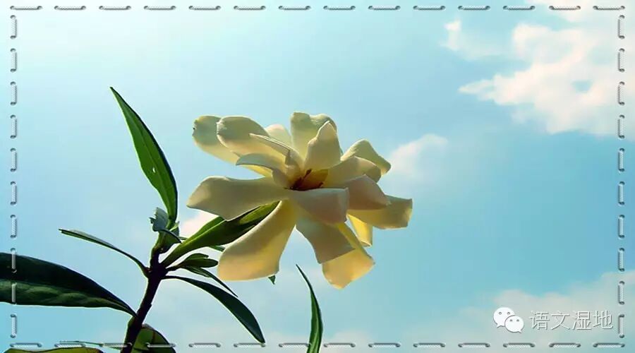 第923季【悦享生活】每一朵花，都拥有最美的姿态