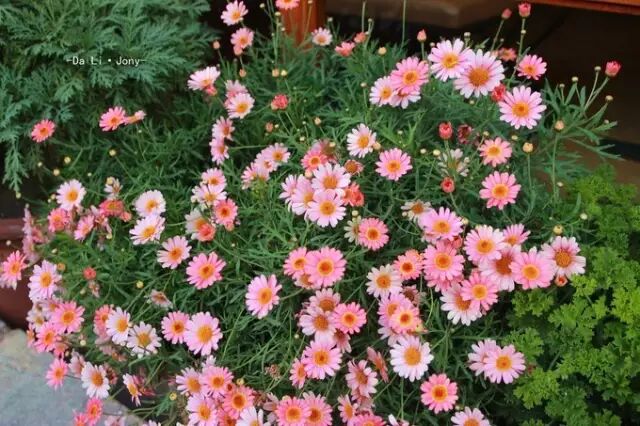 丽江到大理中间有什么玩的_丽江到大理怎么去比较方便_大理丽江怎么走