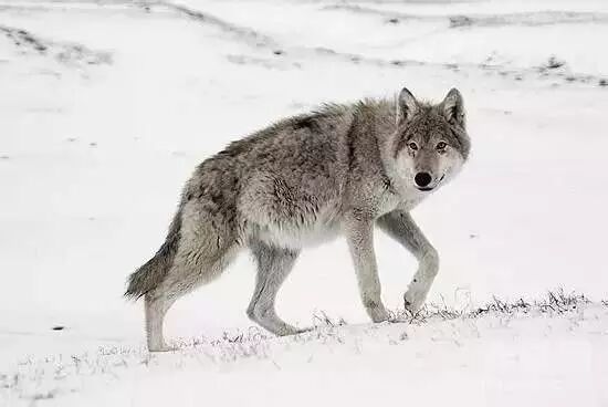 这是一个真实的故事：不要把帮助你的人逼成敌人!