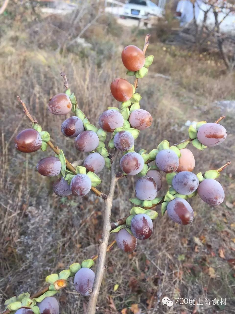 黑枣(狭义的黑枣或真黑枣),学名君迁子,diospyros lotus又称野柿子