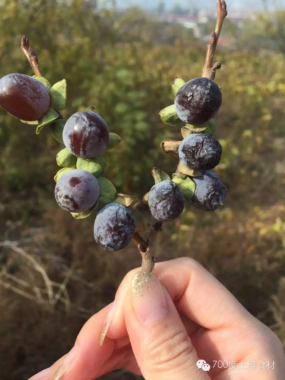 700度上等食材·绿色基地野生黑枣