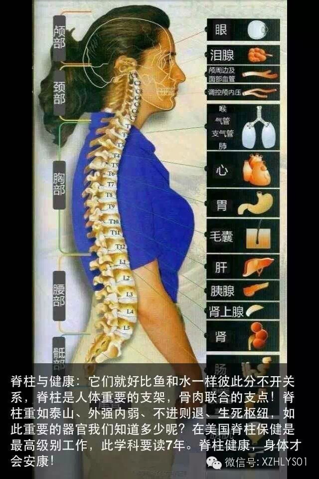 权健火疗提示:脊椎是男人的龙脉,女人的凤骨,您保养了