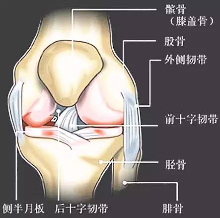 健朗医疗教您认识一种膝关节疼，叫髌骨软化！(图1)