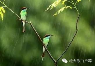 【歌曲欣赏】张学友&汤宝如《相思风雨中》