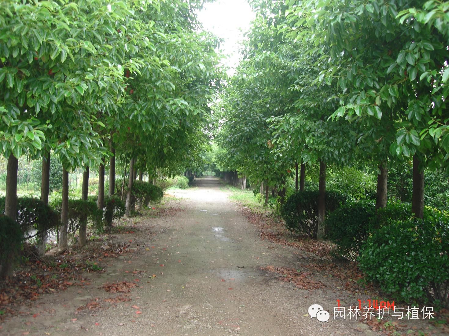 常见行道树修剪,我们要求精益求精