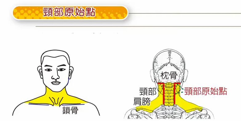 所以枕骨下沿两排到整个颈椎,它管理的部位就是黄色的部位,那所以涵盖