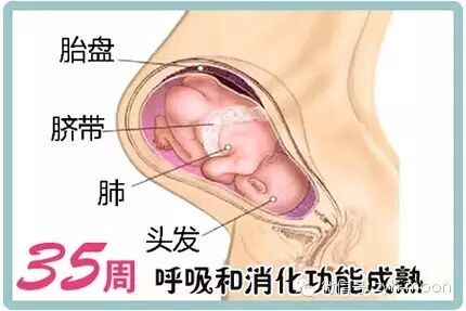 怀孕三十五周-怀孕期