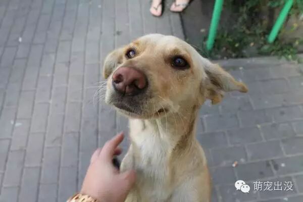 怀孕母狗活埋在人行道下,好心男听到哀号声徒手挖开救援
