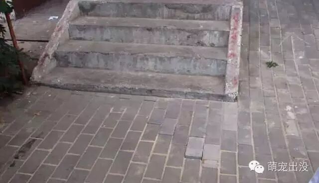 怀孕母狗活埋在人行道下,好心男听到哀号声徒手挖开救援-怀孕期