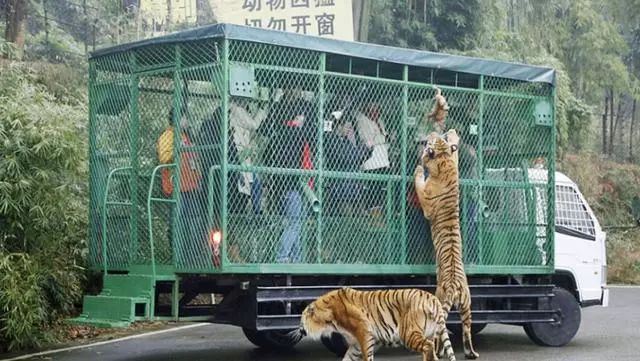野生動物園反向思考把人類關在籠子里，餵食瞬間好驚悚！ 未分類 第3張