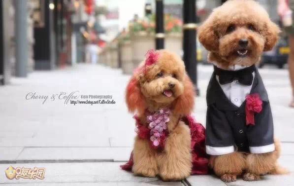 萌宠图片:狗狗婚礼是什么样的？图片