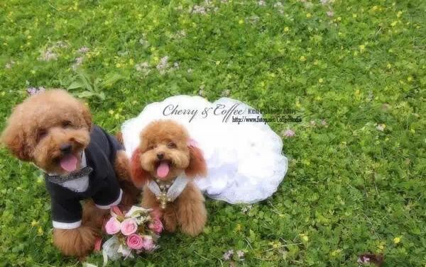萌宠图片:狗狗婚礼是什么样的？图片