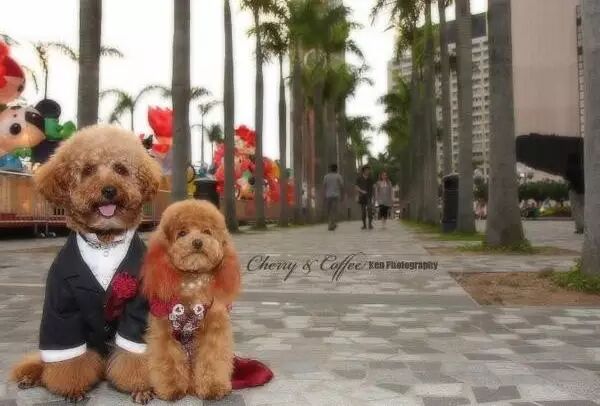 萌宠图片:狗狗婚礼是什么样的？图片