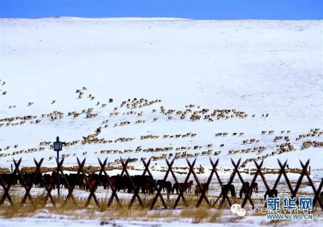 В степях провинции Ганьсу выпал весенний снег