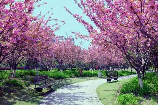 看樱花去武大？用不着！江阴周边就能看到最美樱花！