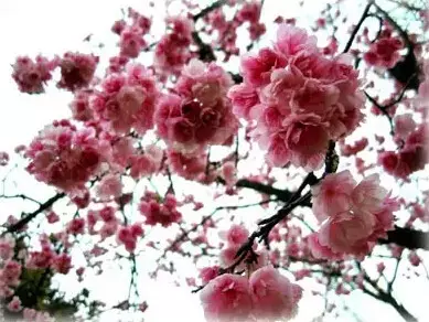 看樱花去武大？用不着！江阴周边就能看到最美樱花！