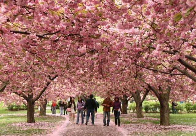 看樱花去武大？用不着！江阴周边就能看到最美樱花！