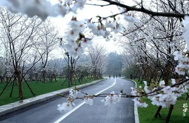 看樱花去武大？用不着！江阴周边就能看到最美樱花！