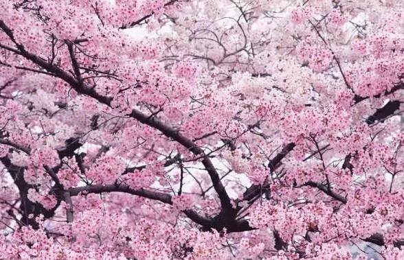 看樱花去武大？用不着！江阴周边就能看到最美樱花！