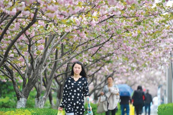 看樱花去武大？用不着！江阴周边就能看到最美樱花！