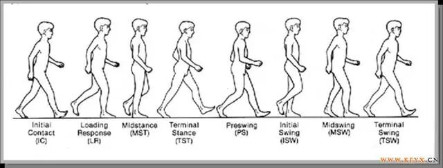 步态分析上曲线怎么解读步态分析的全面介绍_https://www.jmylbn.com_新闻资讯_第3张
