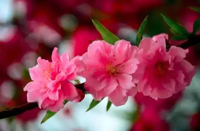 襄阳城,可有桃花开